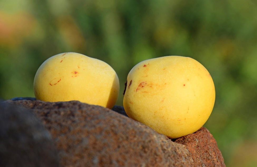 Aurora Hair & Beard Oil + Complimentary gift